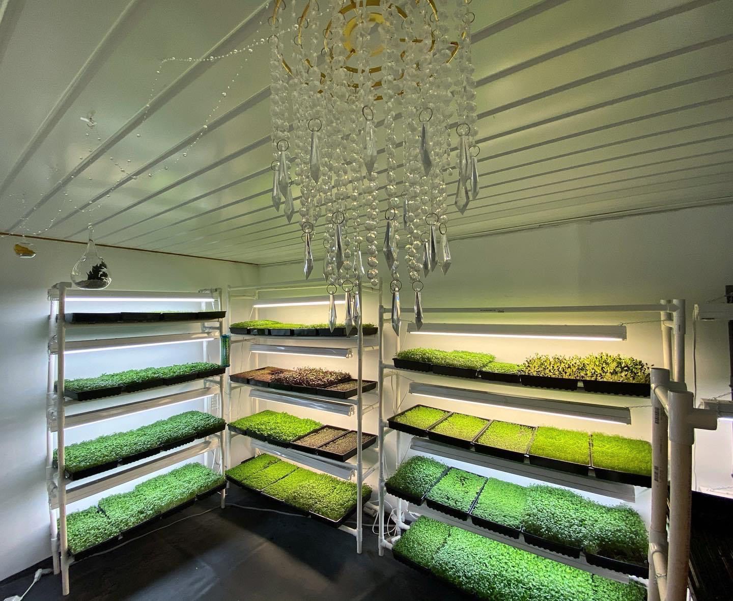 Fresh AF Farms Greenhouse